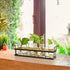 5 THYGIFTREE Plant Propagation Stations with Metal Stand, Tabletop Plant Terrarium for Propagating Hydroponic, Retro