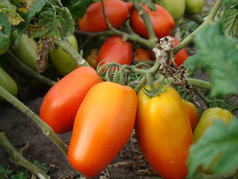 SeedsUA Seeds Tomato Pepper-Shaped Red Long Heirloom Vegetable for Planting Non GMO
