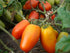 CEMEHA SEEDS Tomato"Like Pepper Form" Vegetable Heirloom Non-GMO