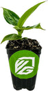 Little Prince Banana - Musa 'Little Prince' by Wellspring Gardens - Ornamental Tropical Beauty for Container Gardening