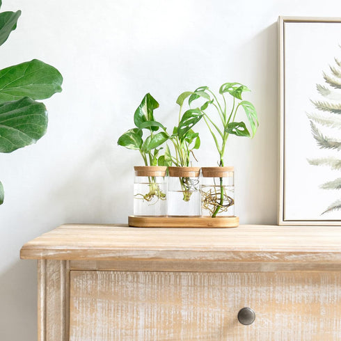 3 Dahey Plant Propagation Terrarium Desktop Glass Planter Station Water Planting Glass Vase with Lid and Wooden Stand