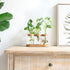 3 Dahey Plant Propagation Terrarium Desktop Glass Planter Station Water Planting Glass Vase with Lid and Wooden Stand