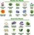32 Pack HOME GROWN Herb Seeds Medicinal Herbs and Tea Variety Annual & Perennial Herb Seeds for Planting Indoors