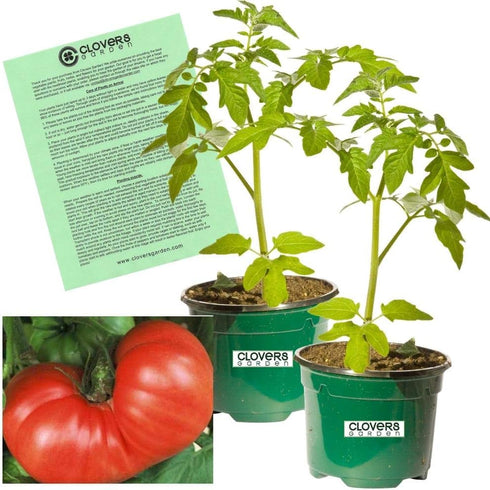 Clovers Garden Goliath Tomato Plant Two (2) Live Plants Not Seeds Each