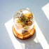 5.1" 3.9" ZEERSHEE Small Cloche Glass Dome with Wooden Base, Glass Display Dome Bell Jar for Plants, Keepsakes