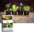 500+ Packet, 5 Basic Salad Mix Veggie/Lettuce Seeds, Heirloom Seeds Per Non GMO Seeds, (Isla's Garden Seeds), Mix