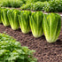 Sunutri Seeds Parris Island Romaine Lettuce Seeds Crisp Upright Heads, Heat-Tolerant Heirloom Variety for Home Gardens