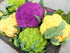 Harley Seeds 50 4 This is A Mix Cauliflower Mix Seeds Heirloom Non-GMO Varieties Purple Green Yellow Delicious