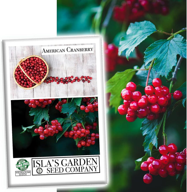 American Cranberry Bush Seeds (Viburnum trilobum) 25+ Heirloom Seeds per Packet by