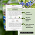 (1) Sow Right Seeds - Borage Seed to Plant - Non-GMO Heirloom Seeds - Full Instructions for Easy Planting and Growing a