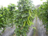 VAACNEE 15pcs MOCCUROD Winged Pea Seeds Four Angled Bean Dragon Bean Seeds