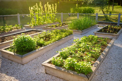500+ Packet, 5 Basic Salad Mix Veggie/Lettuce Seeds, Heirloom Seeds Per Non GMO Seeds, (Isla's Garden Seeds), Mix