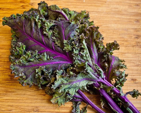 Generic 500 1.75+ Organic Red Russian Kale Seeds for Planting Heirloom Non GMO Grams Garden Vegetable Bulk Survival