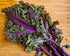 Generic 500 1.75+ Organic Red Russian Kale Seeds for Planting Heirloom Non GMO Grams Garden Vegetable Bulk Survival