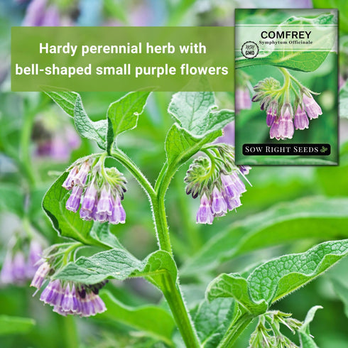 Packet (1) Sow Right Seeds - Comfrey Seeds for Planting - Non-GMO Heirloom with Instructions to Plant an Outdoor
