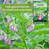 Packet (1) Sow Right Seeds - Comfrey Seeds for Planting - Non-GMO Heirloom with Instructions to Plant an Outdoor