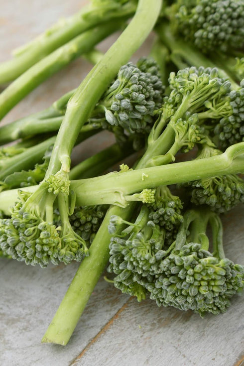 500 Broccoli Green Sprouting Calabrese Seeds (Brassica oleracea) Non GMO - Heirloom - Open Pollinated