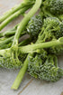500 Broccoli Green Sprouting Calabrese Seeds (Brassica oleracea) Non GMO - Heirloom - Open Pollinated