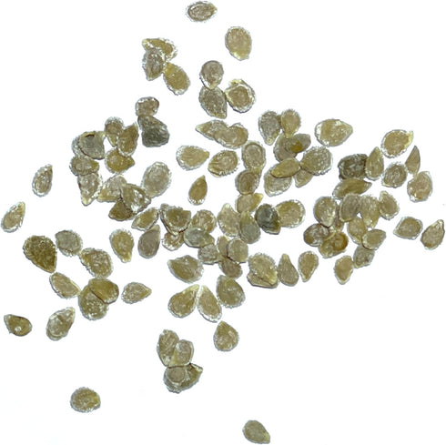 (1 Pack) Seed Needs Tomato Seeds for Planting Indeterminate True Beefsteak Tomatoes - Non-GMO Heirloom & Untreated