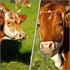 YARNOW Spring Loaded Bull Nose Ring for Cattle, Stainless Steel Tongs and Livestock Supply Tools
