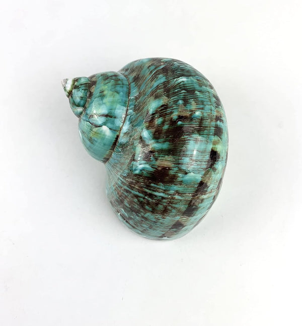 Worlds Large Polished Green Jade Turbo Sea Shells&Hermit Crab Sea Shells,Turbo Shells 3-1/2"~4"