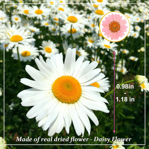 Dried Pressed Flowers, 60PCS Pink Natural Real Daisy for DIY Craft, Scrapbooking, Candle Making