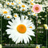 Dried Pressed Flowers, 60PCS Pink Natural Real Daisy for DIY Craft, Scrapbooking, Candle Making