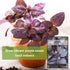 Packet (1) Sow Right Seeds - Opal Basil Seeds for Planting - Non-GMO Heirloom with Instructions to Plant Indoors
