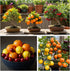 150+ 50+ /50+ /50+ (3 Packs) Dwarf Bonsai Fruit Tree Seeds for Planting, Lemon Tree Seeds Cherry Tree Seeds Orange Tree