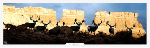 The Magnificent Seven Mule Deer Print by Robert King