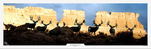 The Magnificent Seven Mule Deer Print by Robert King