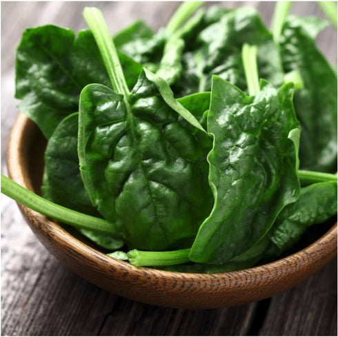250 (1 Pack) Seed Needs, Bloomsdale Long Standing Spinach Seeds - Heirloom Seeds for Planting Spinacia oleracea