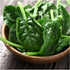250 (1 Pack) Seed Needs, Bloomsdale Long Standing Spinach Seeds - Heirloom Seeds for Planting Spinacia oleracea