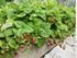 SeedsUA Seeds Alpine Strawberry Aleksandria Red Everbearing Indoor Berries Fruits for Planting Non GMO