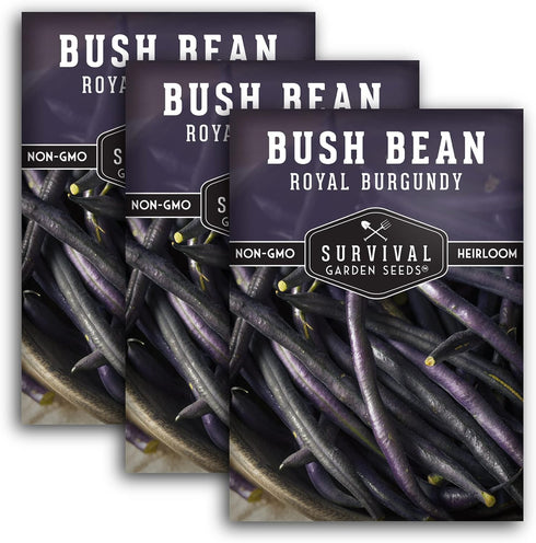Royal Burgundy Bush Bean Seeds for Planting - Plant & Grow Stringless