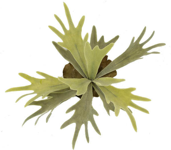Artificial Staghorn Fern Fake Succulent Plant, Set of 3, Frosted Green Foliage, Wall Decor