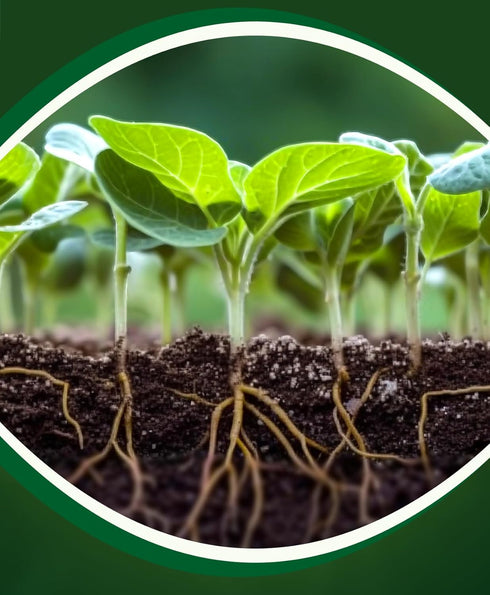 1 FoxFarm Cultivation Nation pH UP for Plants Nutrient Solutions - Formulated with Potassium Hydroxide for Adjustment