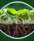 1 FoxFarm Cultivation Nation pH UP for Plants Nutrient Solutions - Formulated with Potassium Hydroxide for Adjustment