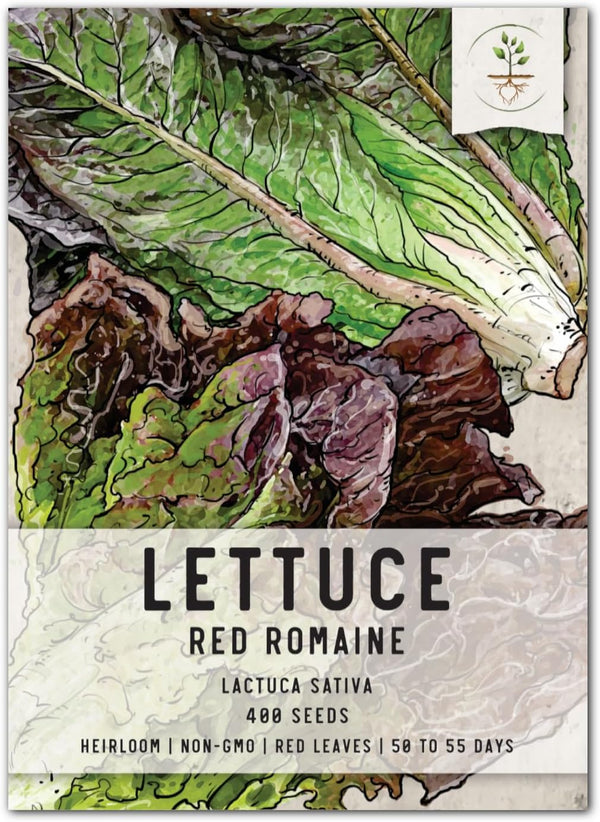 Seed Needs, Red Romaine Lettuce Seeds - 400 Heirloom Seeds for Planting