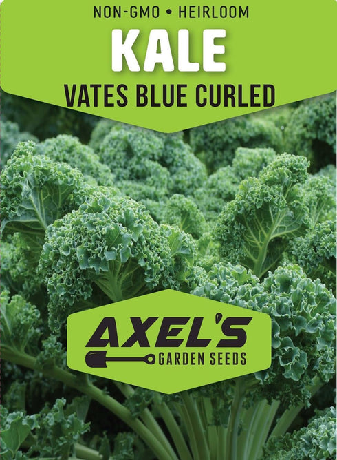 Axel's Garden Seeds 5 Packets Curled Blue Kale Seeds for Planting Plant & Grow Heirloom Non-GMO Curled Blue Vates Kale