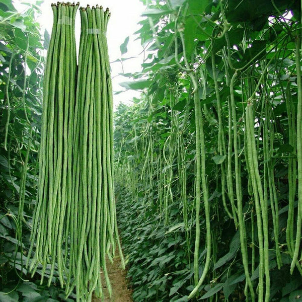 VAACNEE MOCCUROD 30+ Yard Long Bean Seeds Asian Vegetable Long Bean String Beans