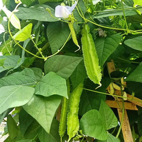 100+ Winged Bean Seeds Four Angled Bean Manila Bean King Shire Winged Bean Dragon Bean Vine Home Gardening Seeds