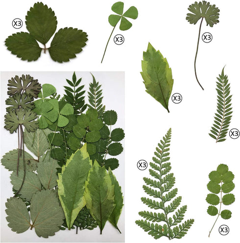 Cinvo 63 Pcs Real Dried Pressed Leaves - Natural Dried Leaf for Candle Resin Jewelry Crafts Making