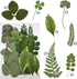 Cinvo 63 Pcs Real Dried Pressed Leaves - Natural Dried Leaf for Candle Resin Jewelry Crafts Making