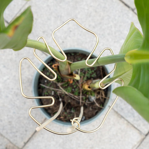 5PCS Set, Plant Stem Support - Durable Monstera Stabilizer Grapple Holder, Unique Design for Climbing Plants, Turtle