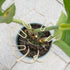 5PCS Set, Plant Stem Support - Durable Monstera Stabilizer Grapple Holder, Unique Design for Climbing Plants, Turtle