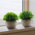 Velener Mini Sage Green Potted Boxwood Topiary, Artificial Plants for Home Decor, Indoor, Small Fake Plant