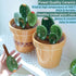 Cactus Measuring Spoons Set in Pot, Unique Measuring Cups and Spoons for Coffee, Salt, Sugar, Cute Baking Gifts