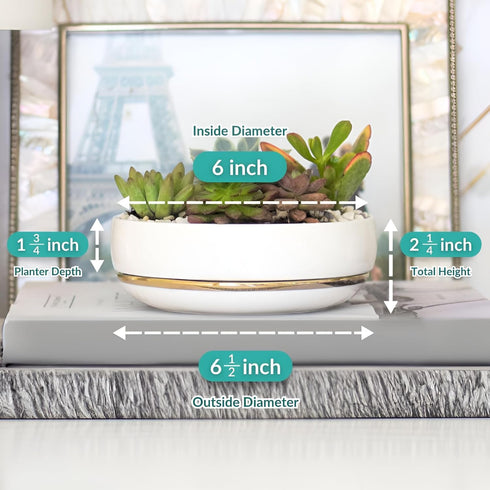 Willowy 6 Inch Succulent Pot with Drainage, Shallow Glossy White Planter with Gold Trim, No Plants Included