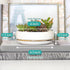 Willowy 6 Inch Succulent Pot with Drainage, Shallow Glossy White Planter with Gold Trim, No Plants Included